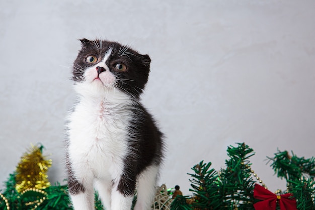 写真 クリスマスの花輪を持つかわいい白黒の子猫。