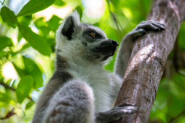 Cute black and white lemur on a tree