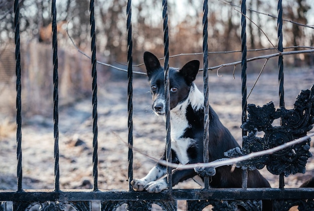 A cute black and white mix-breed dog peeking out from a metal fence