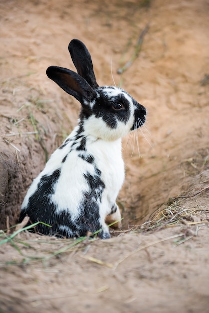 Cute black white rabbit digging a hole in the ground.