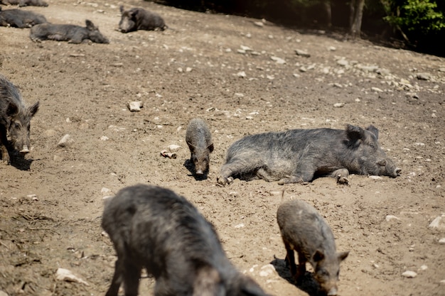 Cute black wild pigs lying in the swamp.