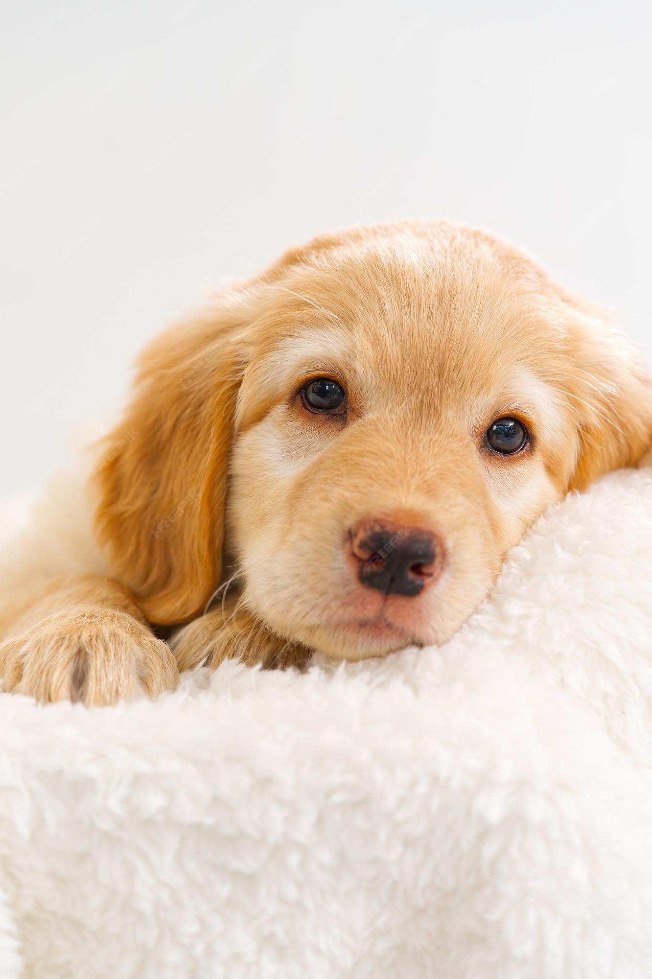 Premium Photo | Cute blond puppy lying on white blanket this is a breed of hovawart bred in germany as a watch dog Premium Photo | Cute blond puppy lying on white blanket this is a breed of hovawart bred in germany as a watch dog