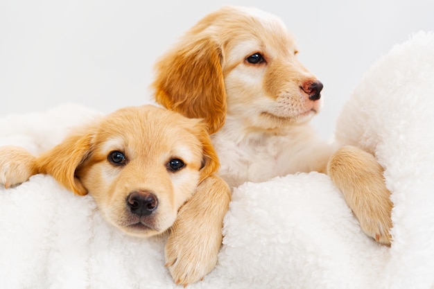 白い毛布の上に横たわるかわいい金髪の子犬 これはドイツで番犬として飼育されているホヴァヴァルトの品種