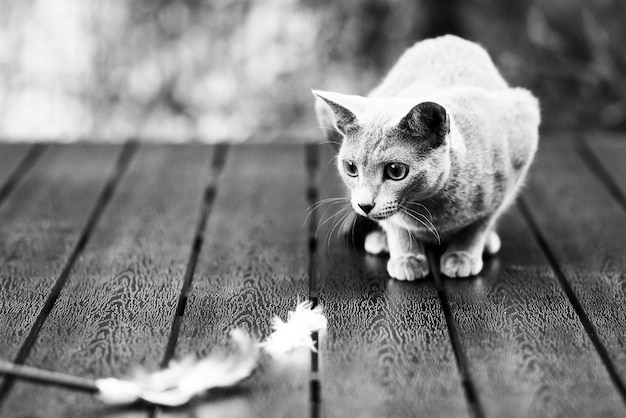 Cute blue cat sitting and laying relaxing on the table in garden