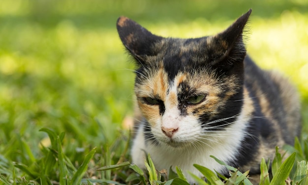 草の中に屋外で横たわっているかわいい青い目の猫。人気のペット