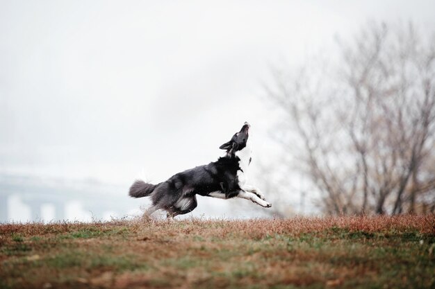 Cute border collie dog breed on a foggy autumn morning. dog\
training. fast dog outdoor. pet in the p