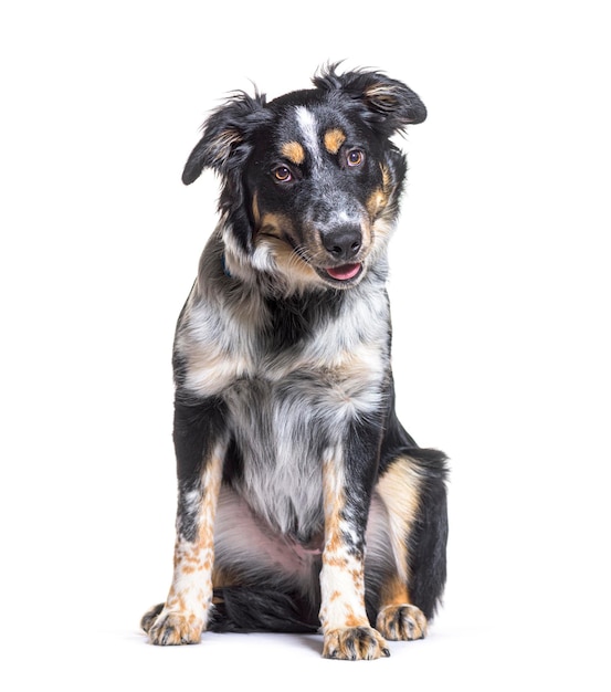 白い背景に座って好奇心を抱いている可愛いボーダーコリー犬