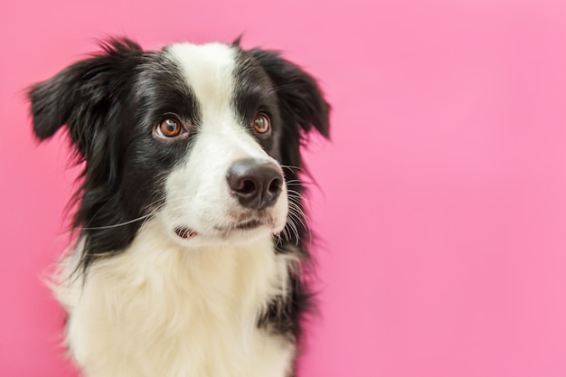 Cute border collie isolated on pink background