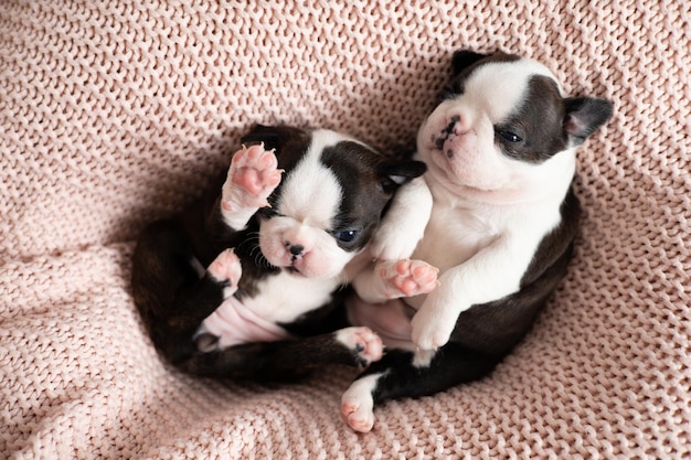 Cute Boston Terrier puppies sleep on a pink knitted blanket Wonderful pets Tender emotion Dog High quality photo