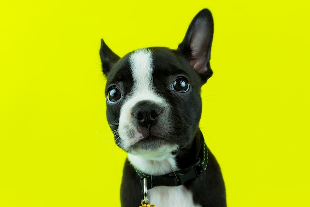 Cute boston terrier puppy looking to camera isolated in yellow background