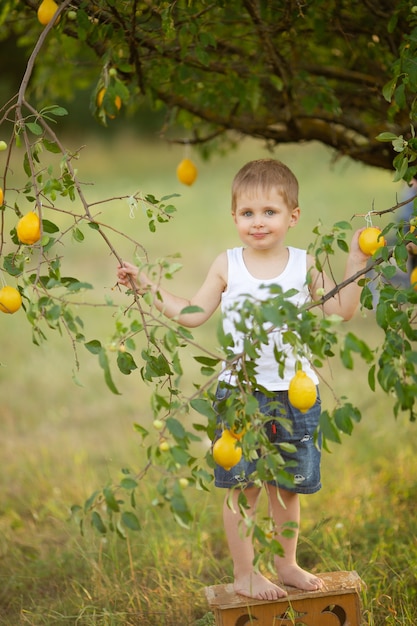 A cute boy with blond hair in a white T-shirt with summer lemons in the garden under a tree