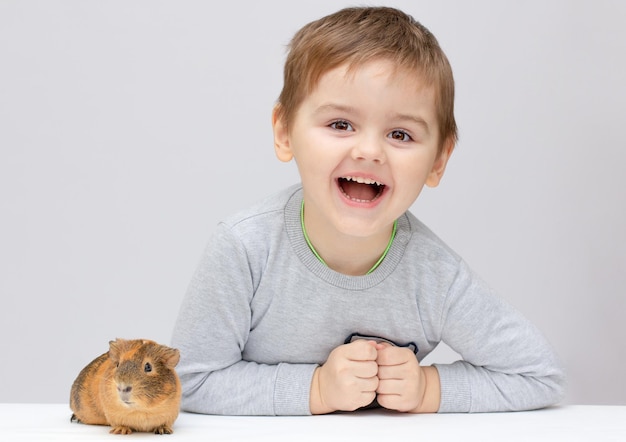 白い背景の上の面白いモルモットとかわいい男の子