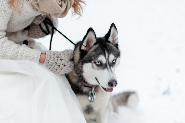 Cute bride with wreath is playing with siberian husky on background of white snow. Winter wedding.