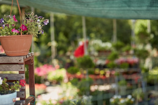 Cute bright potted flowers in the garden center or backyard on sunny day Spring summer background Flower growing concept High quality photo