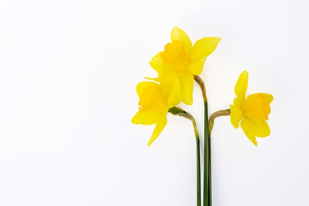 Cute bright yellow daffodils isolated on white background