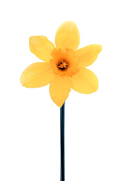 Photo cute bright yellow daffodils isolated on white background