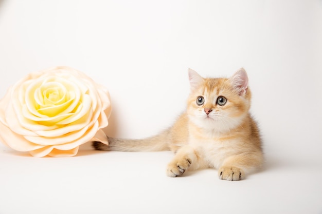 Cute british breed cat with a large flower on a white background