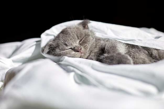 Милый британский серый котенок спит на кровати дома смешной кот спит Люблю животных домашнее животное
