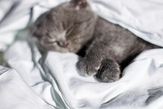 Cute british gray kitten sleeping on the bed at home funny cat sleep Love animals pet