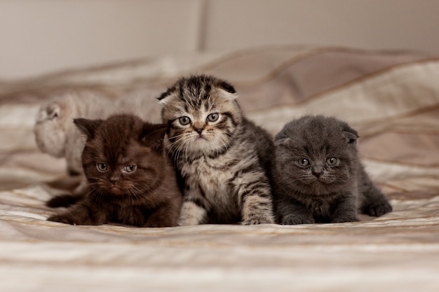 Cute british kittens of beautiful colors are sitting on a plaid