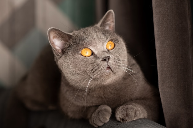 Photo cute british short-hair cat with copper eyes