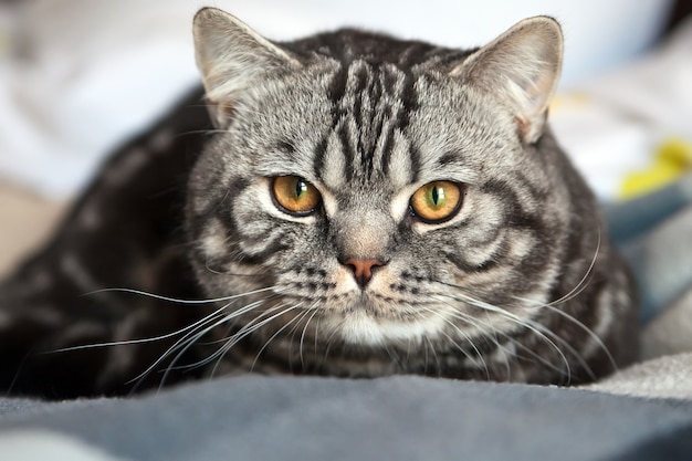 リラックスできるかわいいブリティッシュショートヘアの猫