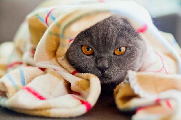 편안한 귀여운 영국 쇼트 헤어 고양이