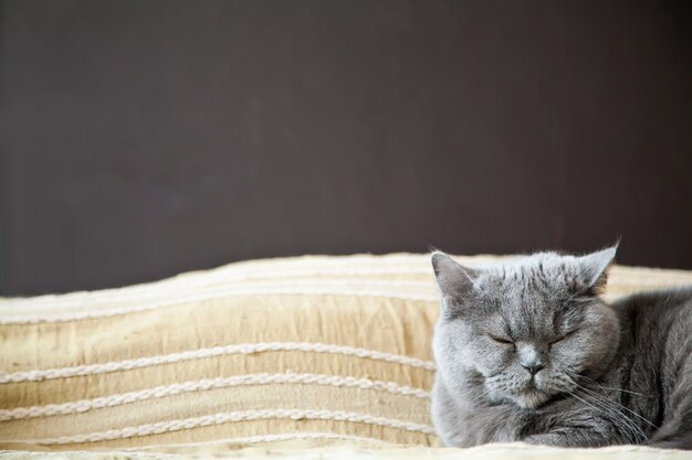 Cute British shorthair cat relaxing