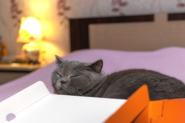 Cute british shorthair cat sleeps in a cardboard box