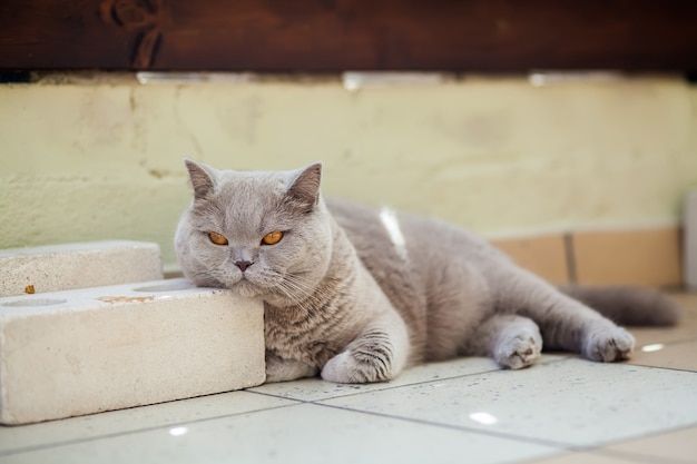 Cute British shorthair cat with orange eyes