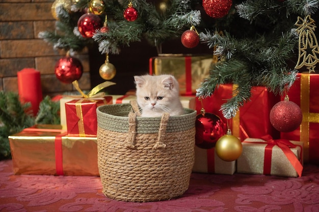 Cute British shorthair kitten sitting in a basket under the Christmas tree