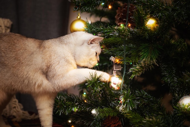 Cute british silver cat plays with christmas decorations