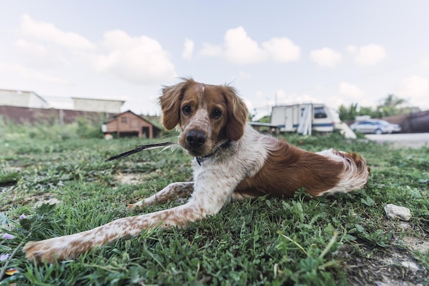 Cute Brittany Spaniel dog holding a feather and laying on the grass