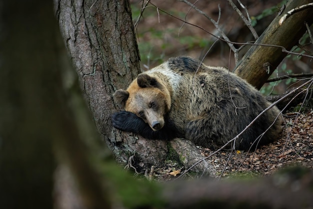 Cute brown bear sleeping on the ground near a large tree in autumn forest