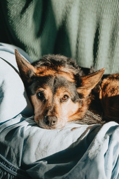 Cute brown and black dog resting on a sofa