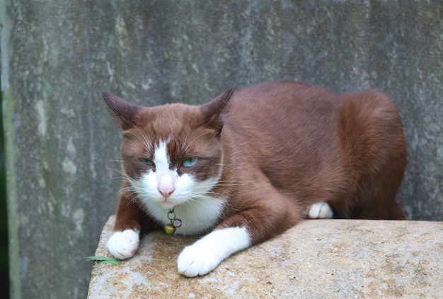 Photo cute brown cat and blue eyes relaxation on cement pipe