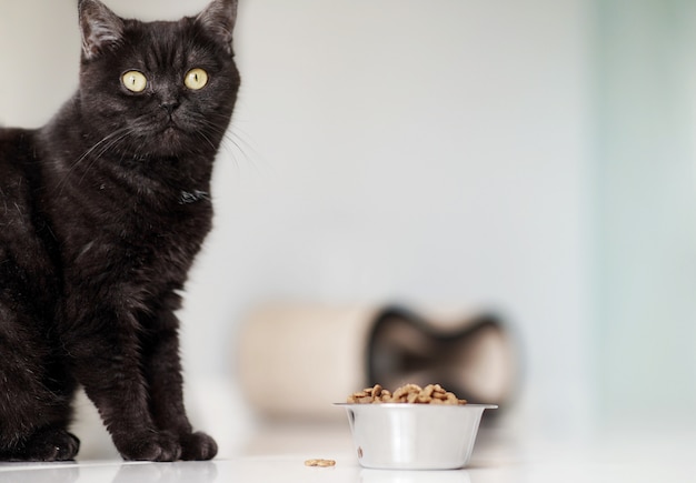 Cute brown cat eats dry food on the kitchen floor