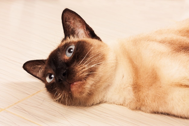 Cute brown cat lying on the ground