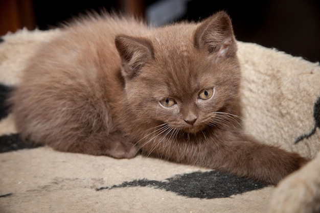 Cute brown cat