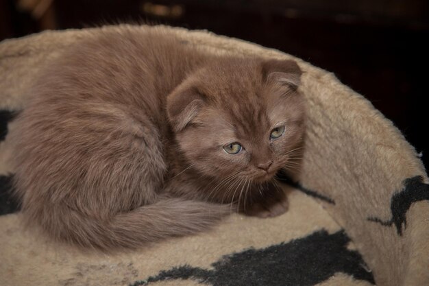 Cute brown cat