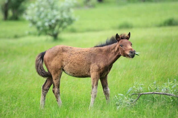 Cute brown colt eating leaves on vibrant summer meadow