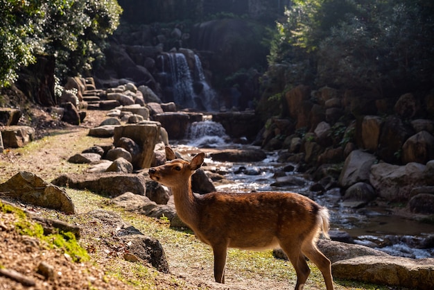 Милый коричневый олень перед водопадом на острове Миядзима, Япония