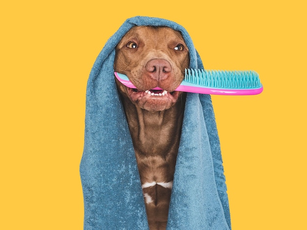 Cute brown dog blue towel and hairbrush Close up indoors Studio photo isolated background The concept of care education obedience training and pet education