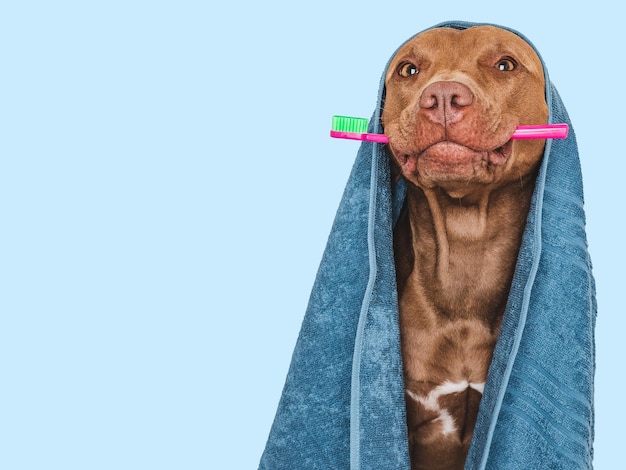 Cute brown dog blue towel and toothbrush Closeup indoors Studio photo isolated background Concept of care education obedience training and raising pets