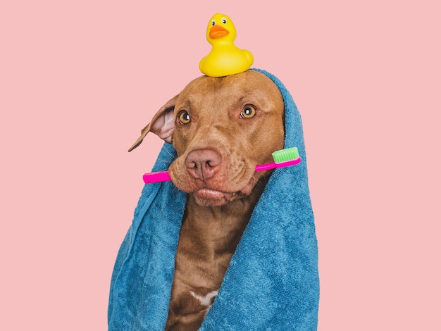 Photo cute brown dog blue towel and toothbrush