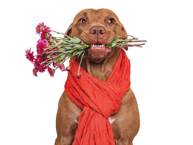 Cute brown dog and bright flowers Close up