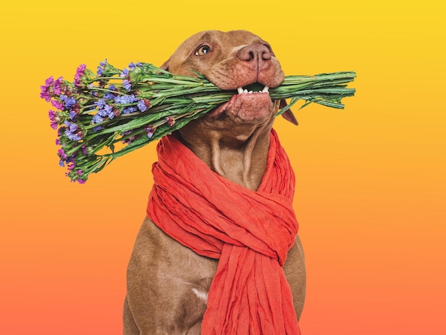 Cute brown dog and bright flowers Closeup indoors Studio shot Congratulations for family relatives loved ones friends and colleagues Pets care concept