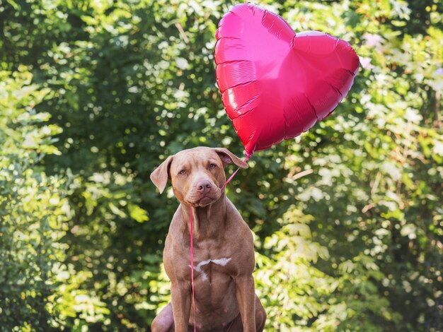 Cute brown dog and flying red heart shaped balloon Closeup outdoors Congratulations for family relatives loved ones friends and colleagues Pets care concept