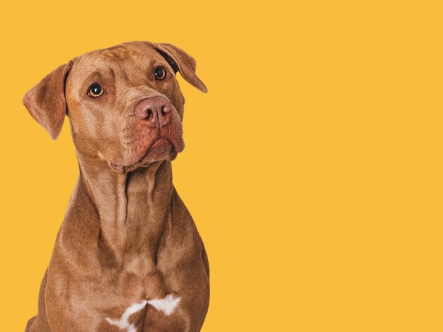 Cute brown dog isolated background closeup indoors studio photo day light concept of care education obedience training and raising pets