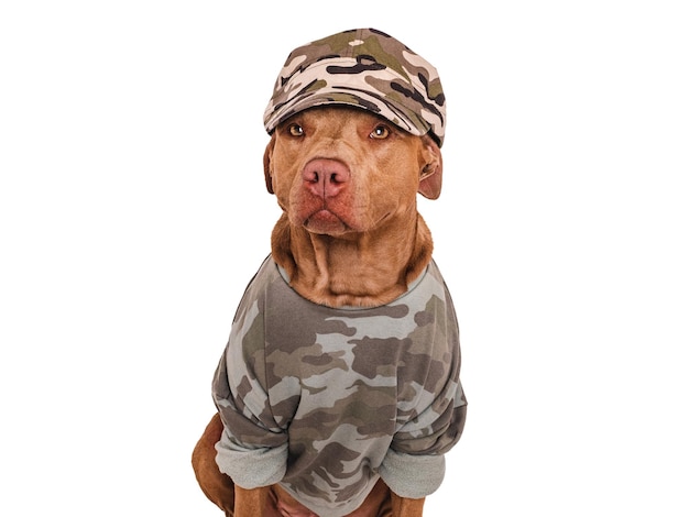 Cute brown dog military shirt and army cap Closeup indoors Studio shot Congratulations for family loved ones relatives friends and colleagues Pets care concept